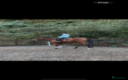 Irish Thoroughbred horses for sale: Arch captain  - Image 5