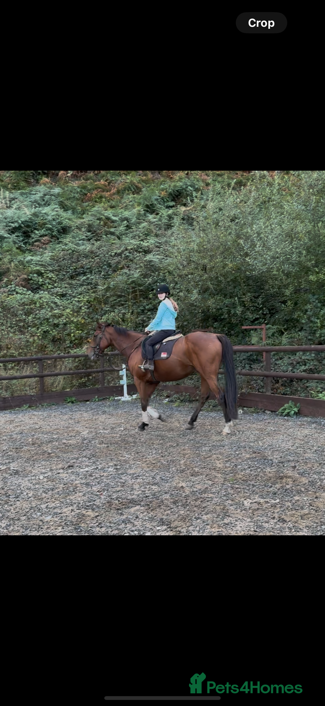 Irish Thoroughbred horses for sale: Arch captain  - Image 5