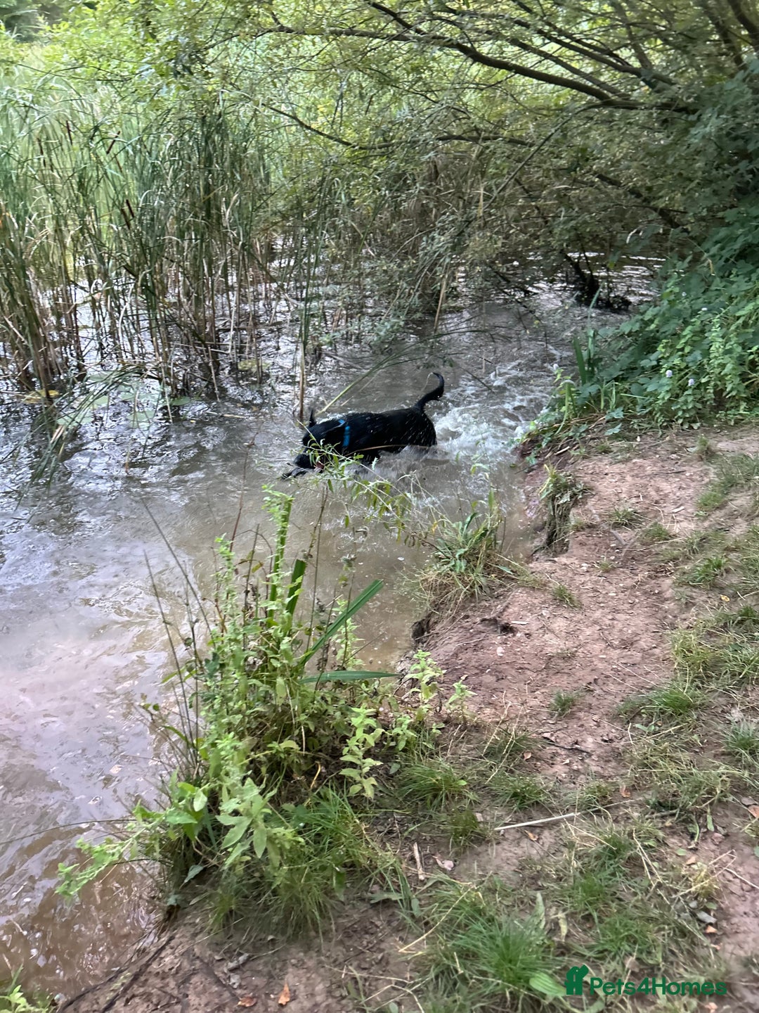 Borador dogs for sale: Barney  - Advert 9