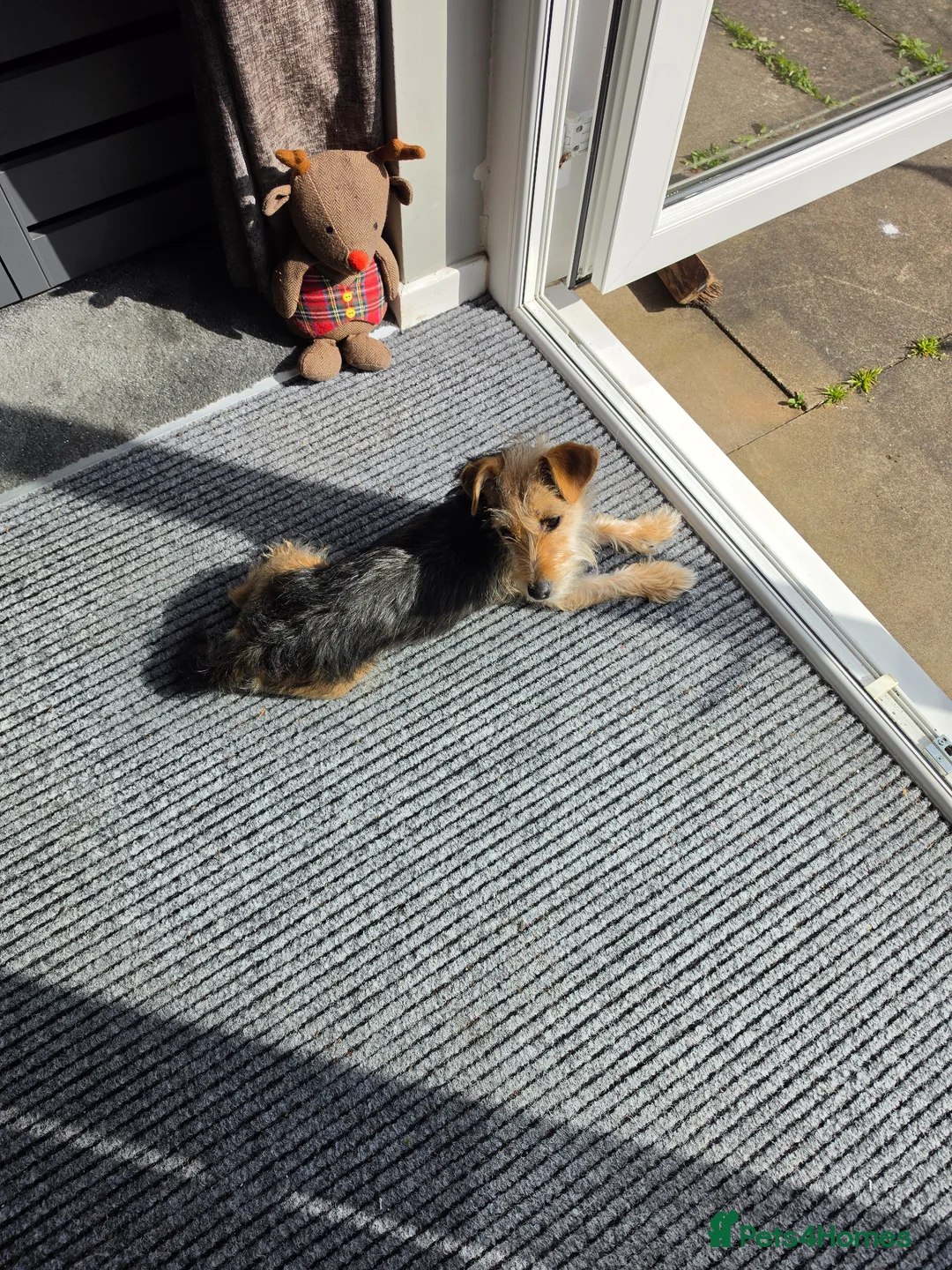 Patterjack dogs for sale: Patterjack x pom - Advert 2