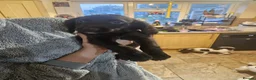 Sprocker dogs for sale: 7 stunning sprocker pups LAST 3 BOYS - Advert 34