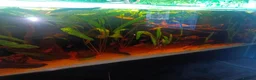 Other/Mixed Breed fish for sale: Very large fish tank with all equipment  - Advert 1