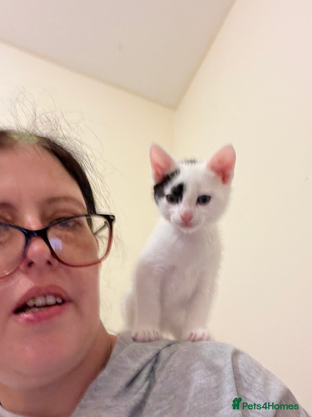 British Shorthair cats for sale: Kittens for sale - Advert 1