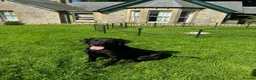Borador dogs for sale: Beautiful Collie Cross Labrador Puppies  - Advert 5