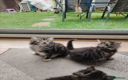 Norwegian Forest Cat cats for sale: Norwegian Forest kittens  - Image 4