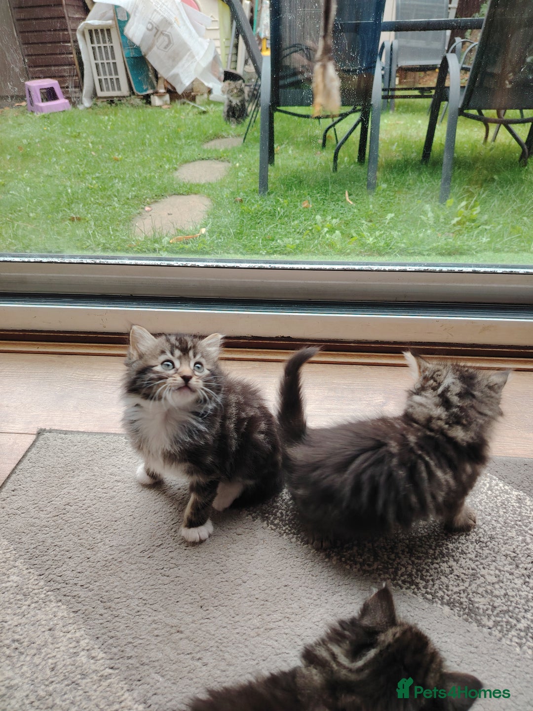 Norwegian Forest Cat cats for sale: Norwegian Forest kittens  - Image 4