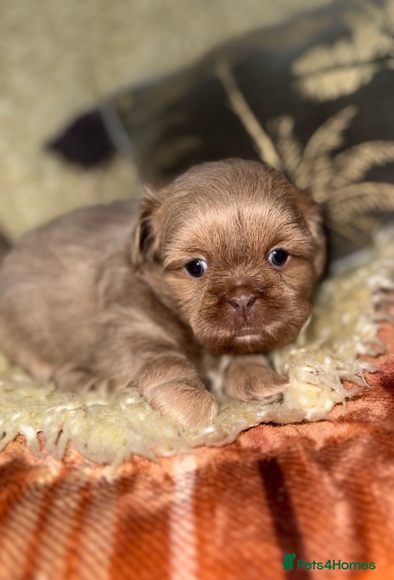 Shih Tzu dogs 💛🧡💜Stunning KC Shih Tzu Puppies🩷🧡💛 - Advert 14