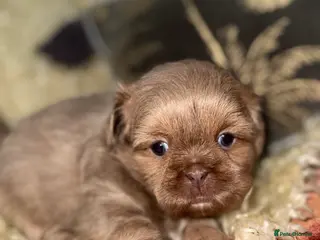 Shih Tzu dogs 💛🧡💜Stunning KC Shih Tzu Puppies🩷🧡💛 - Advert 14