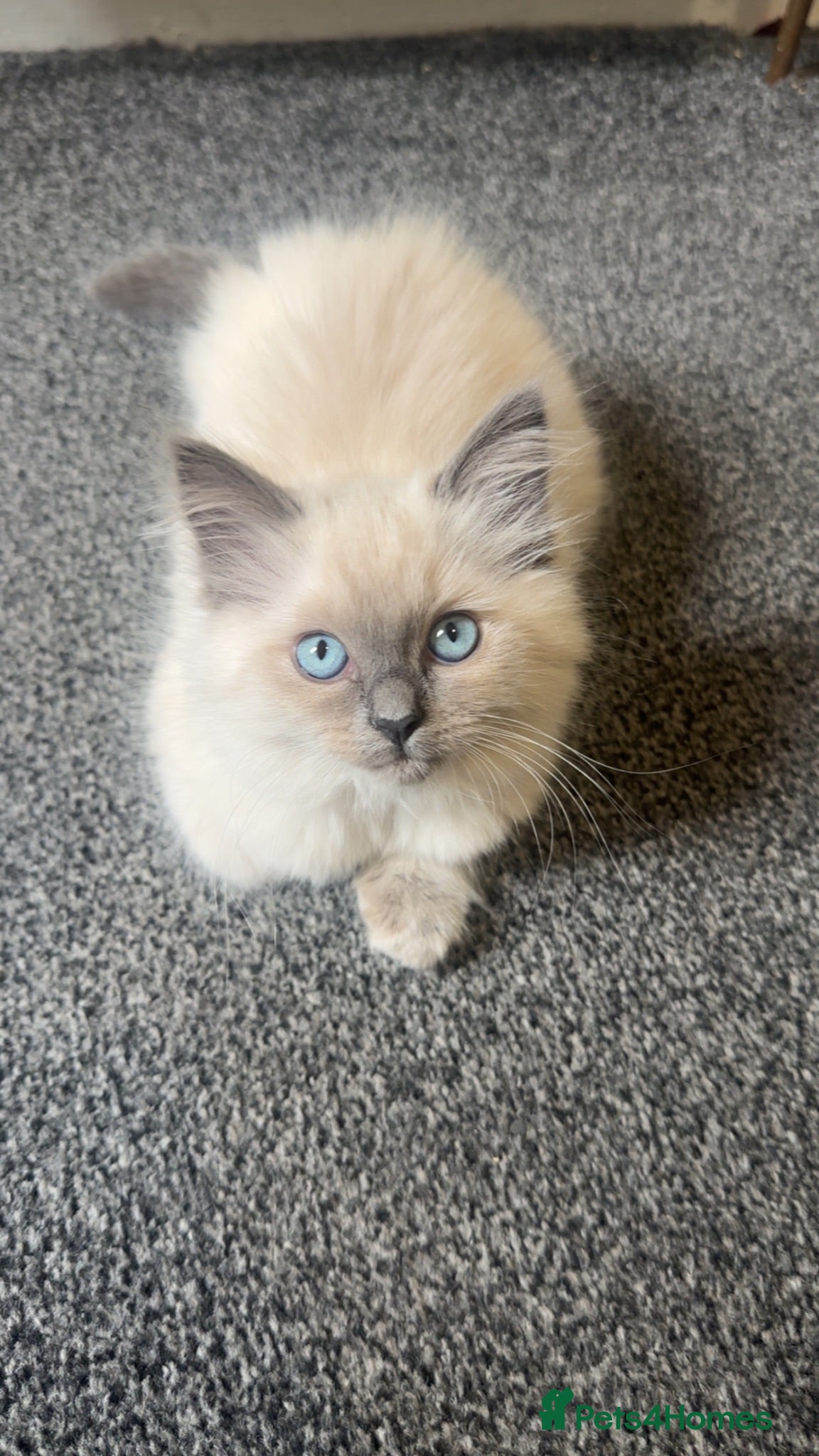 Ragdoll cats Stunning Ragdoll Kittens Ready Now 🐾 - Advert 14