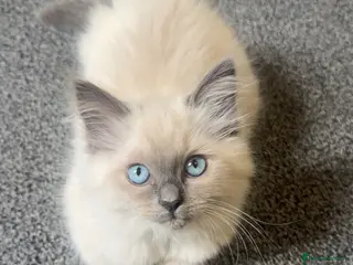 Ragdoll cats Stunning Ragdoll Kittens Ready Now 🐾 - Advert 14
