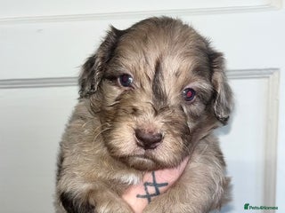 Sproodle dogs Sproodle puppies - Advert 3