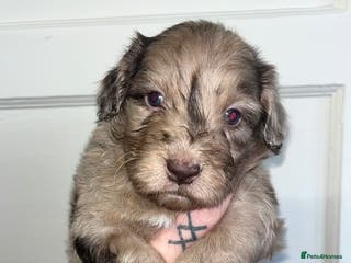 Sproodle dogs REDUCED!!!!! Sproodle puppies - Advert 2