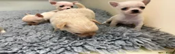Chihuahua dogs for sale: Kc registered Chihuahua puppies - Advert 14