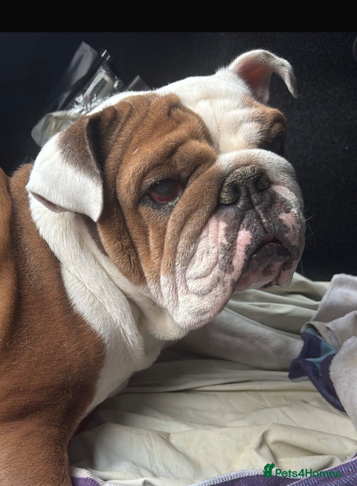English Bulldog dogs KC REGISTERED BULLDOG PUPPIES READY NOW  - Advert 3