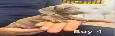 Miniature Dachshund 3