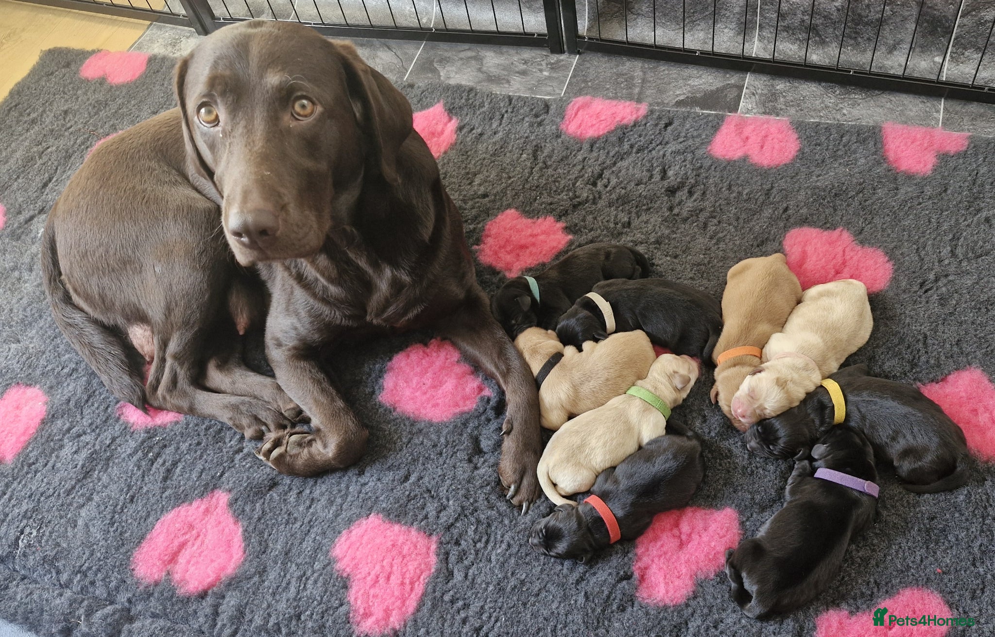 Labrador Retriever dogs KC Registered Labrador Puppies - Advert 1