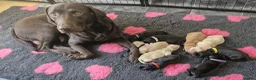 Labrador Retriever dogs for sale: **Only 1 left** KC Registered Labradors  - Advert 4