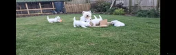 West Highland Terrier dogs for sale: West highland white terrier  - Advert 25
