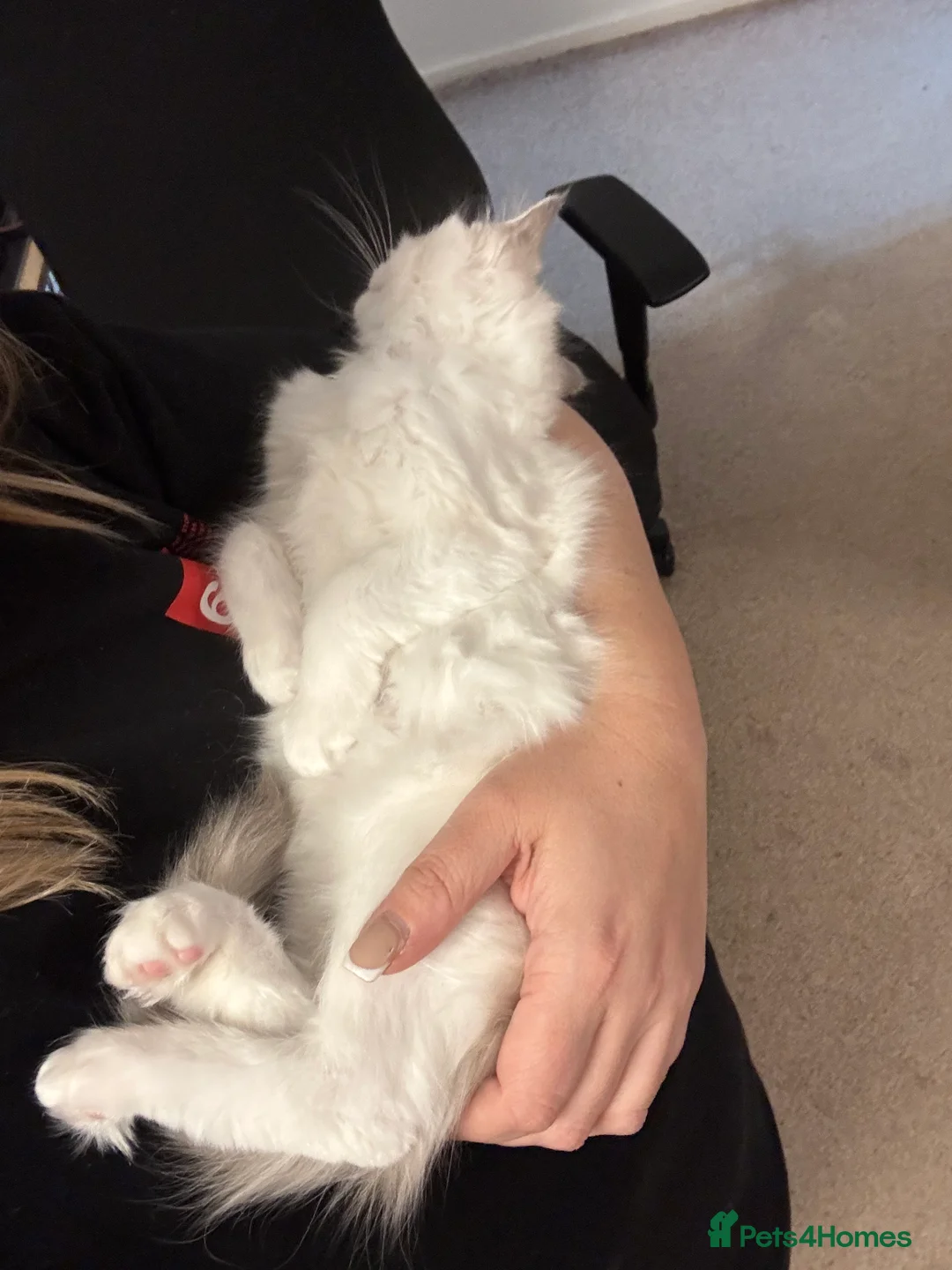 Ragdoll cats for sale: Now ready to leave – Blue Point– TICA Registered - Advert 7