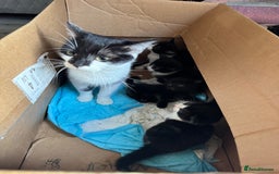 Maine Coon cats for sale: 1/4 Maincoon kittens  - Image 6