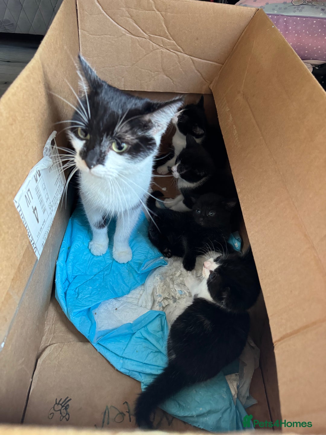 Maine Coon cats for sale: 1/4 Maincoon kittens  - Image 6