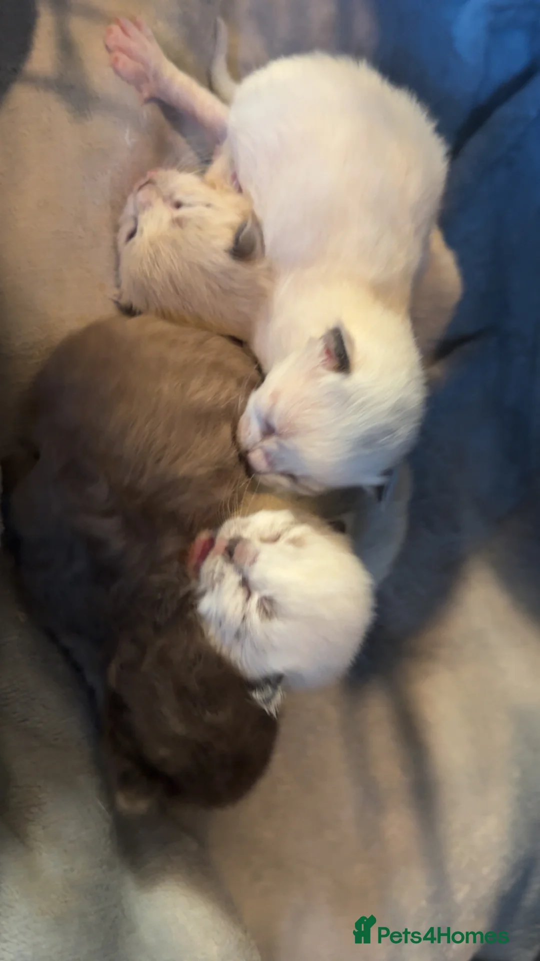 Ragdoll cats for sale: Full pedigree registered tica mink/sepia babies  - Advert 8