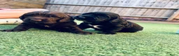 Cocker Spaniel dogs for sale: Working cocker spaniels for sale  - Advert 15