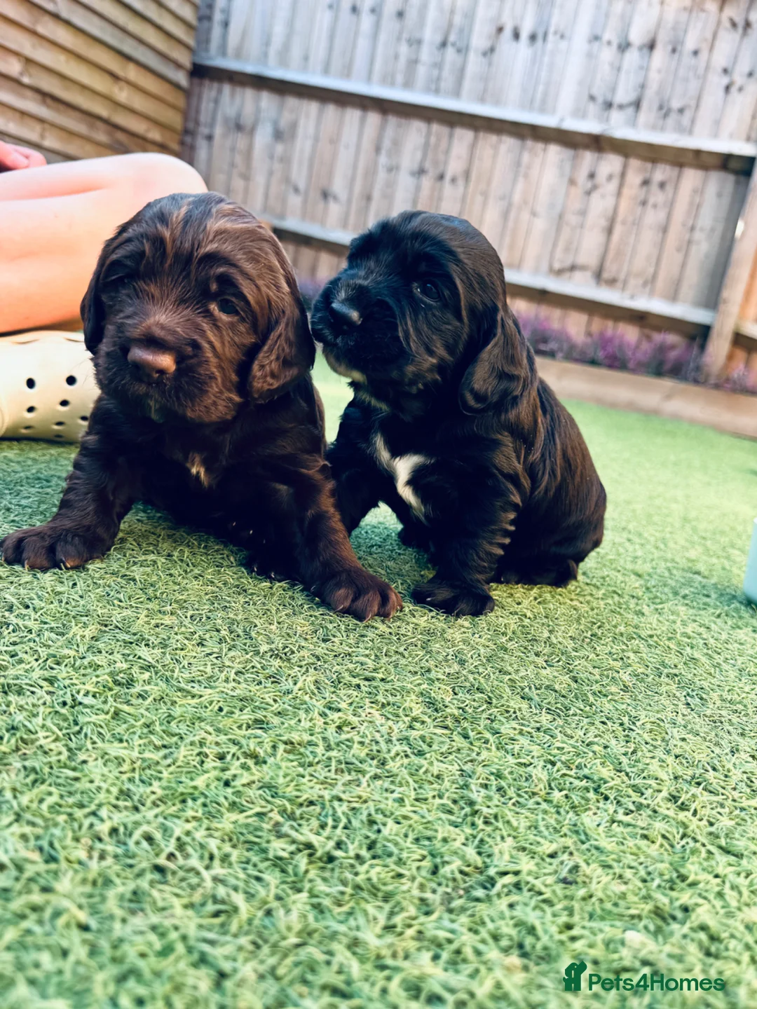 Cocker Spaniel dogs for sale: Working cocker spaniels for sale  - Advert 15