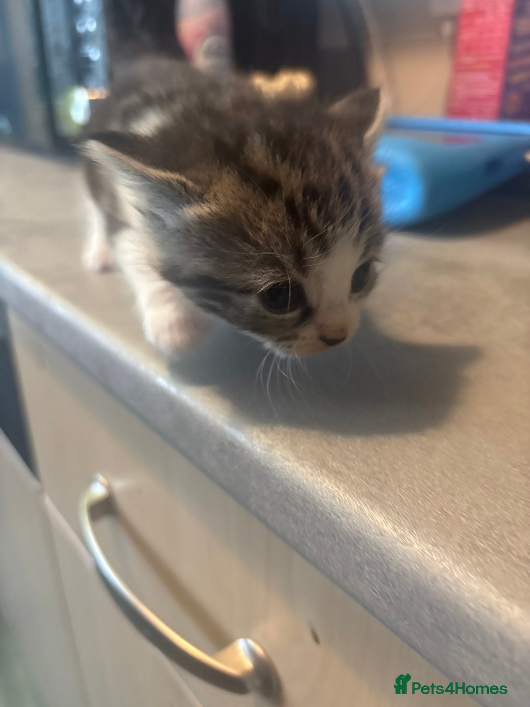 Domestic Shorthair cats for sale: Domestic short hair / long hair  - Image 11