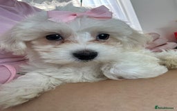 Maltese dogs for sale: Bella the Bichon Maltese🩷 - Image 4
