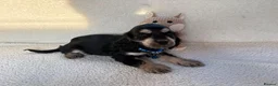 Cocker Spaniel dogs for adoption: showtime cocker spaniel puppies in Ipswich - Advert 15