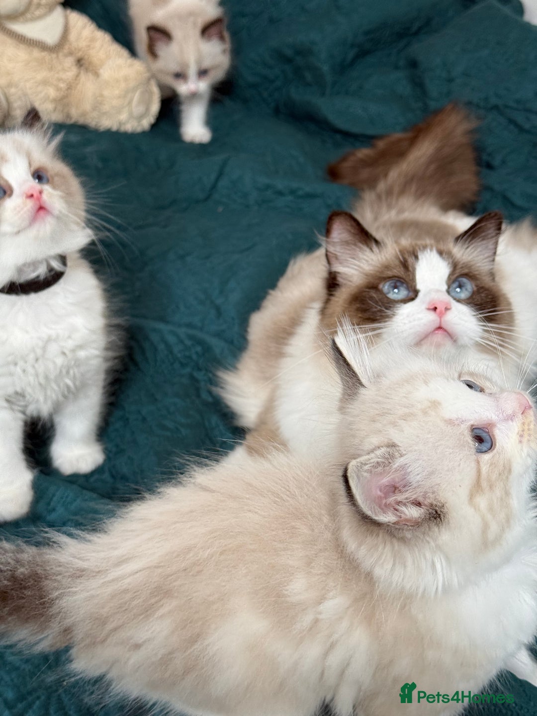 Ragdoll cats for sale: Beautiful Ragdoll kittens TICA - Advert 9