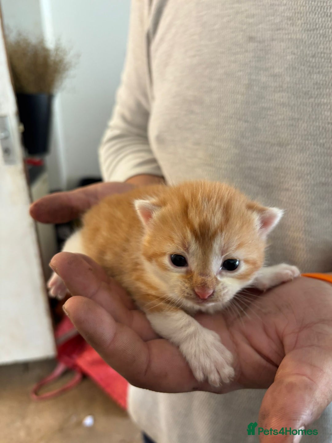 Mixed Breed cats for sale: Kittens - Image 5