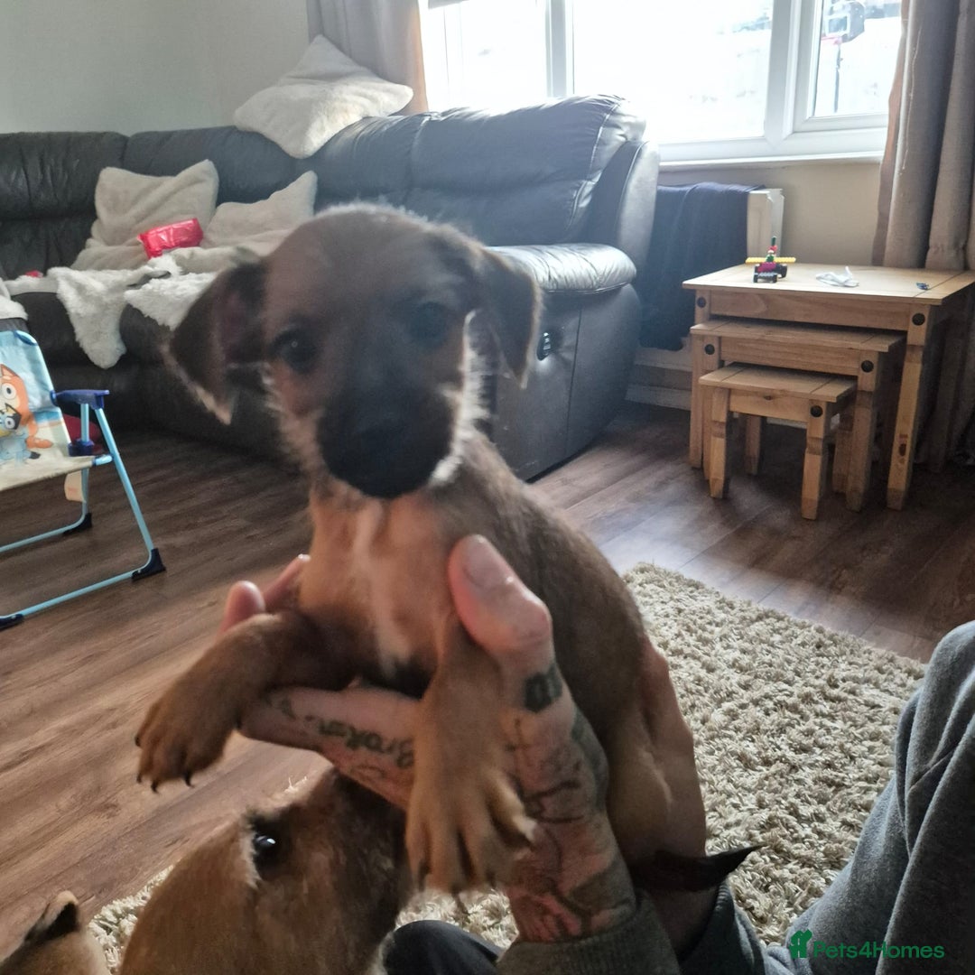 Mixed Breed dogs for sale: Mixed terrier puppy's for sale, 2 boys, 1 girl - Advert 1
