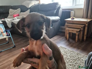 Mixed Breed dogs Mixed terrier puppy's for sale, 2 boys, 1 girl - Advert 1