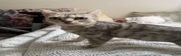 Egyptian Mau cats for sale: Beautiful Egyptian Mau Cat in South Croydon - Advert 6