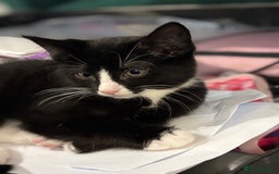 Domestic Shorthair cats for sale: Healthy 12-Week-Old Kittens — (Wormed, Ready Now!) - Image 21