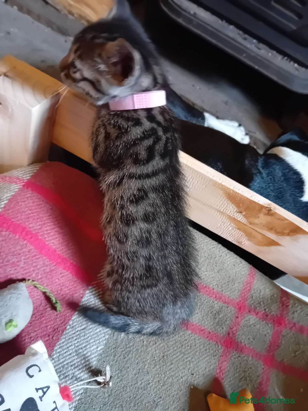 Bengal cats for sale: 6 Stunning Bengal Cross Kittens – Ready 31/10/2025 - Image 8