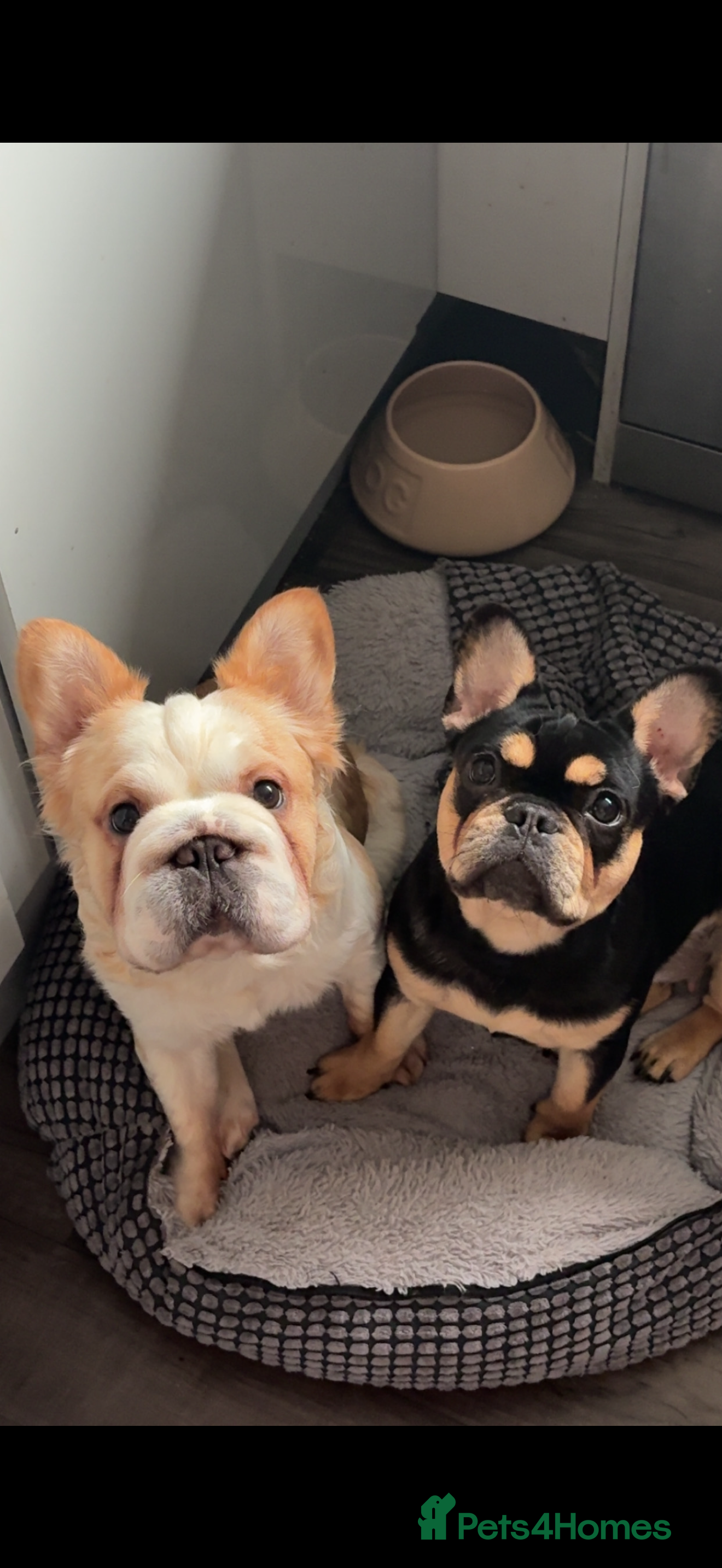 French Bulldog dogs French bulldogs - Advert 14