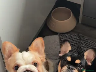 French Bulldog dogs French bulldogs - Advert 3