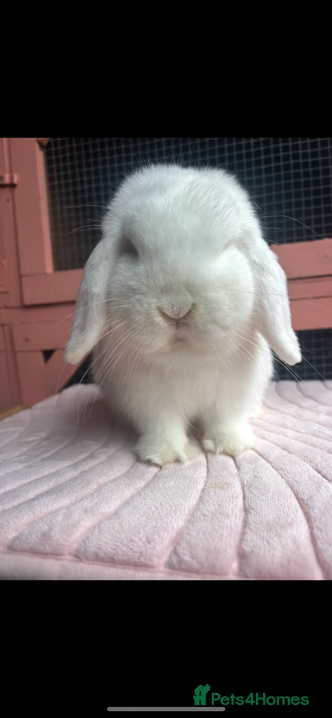 Mini Lop rabbits for sale: Adult and baby mini lops  - Advert 2