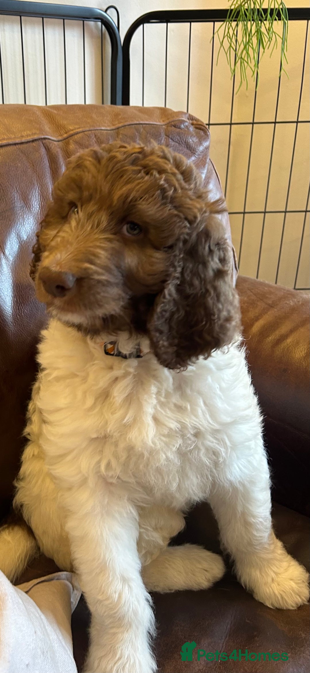 Newfypoo dogs for sale: F1B Newfypoo Girl  - Advert 1