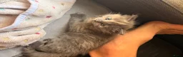 Mixed Breed cats for sale: Adorable 6-Week-Old Kittens Ready for Loving Home - Advert 19