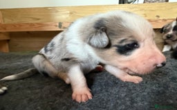 Mixed Breed dogs for sale: Blue Merle collie x Huntaway /collie pups - Image 4