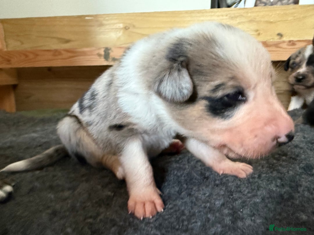 Mixed Breed dogs for sale: Blue Merle collie x Huntaway /collie pups - Image 4