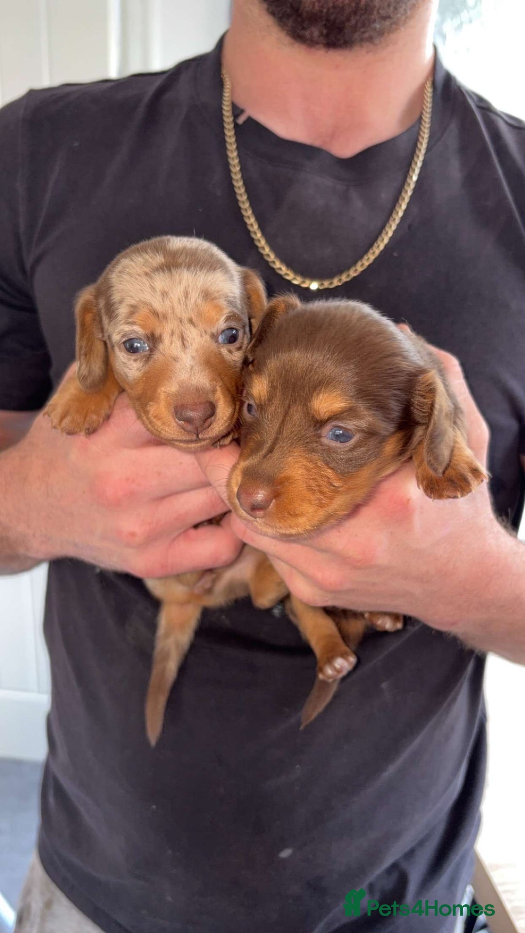 Miniature Dachshund dogs for stud: Miniature dachshund Myles - Image 5