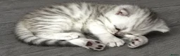 Scottish Fold cats for sale: Adorable Scottish Fold & Straight Kittens - Advert 14