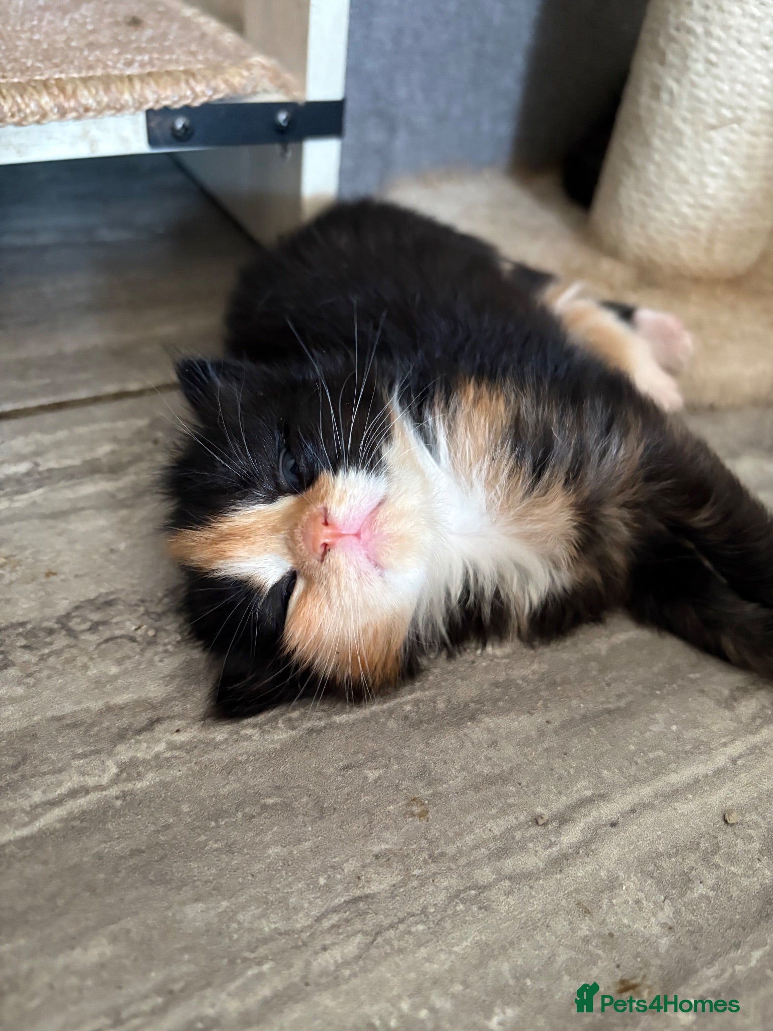 Mixed Breed cats  Stunning, Friendly & Confident Kittens - Advert 1