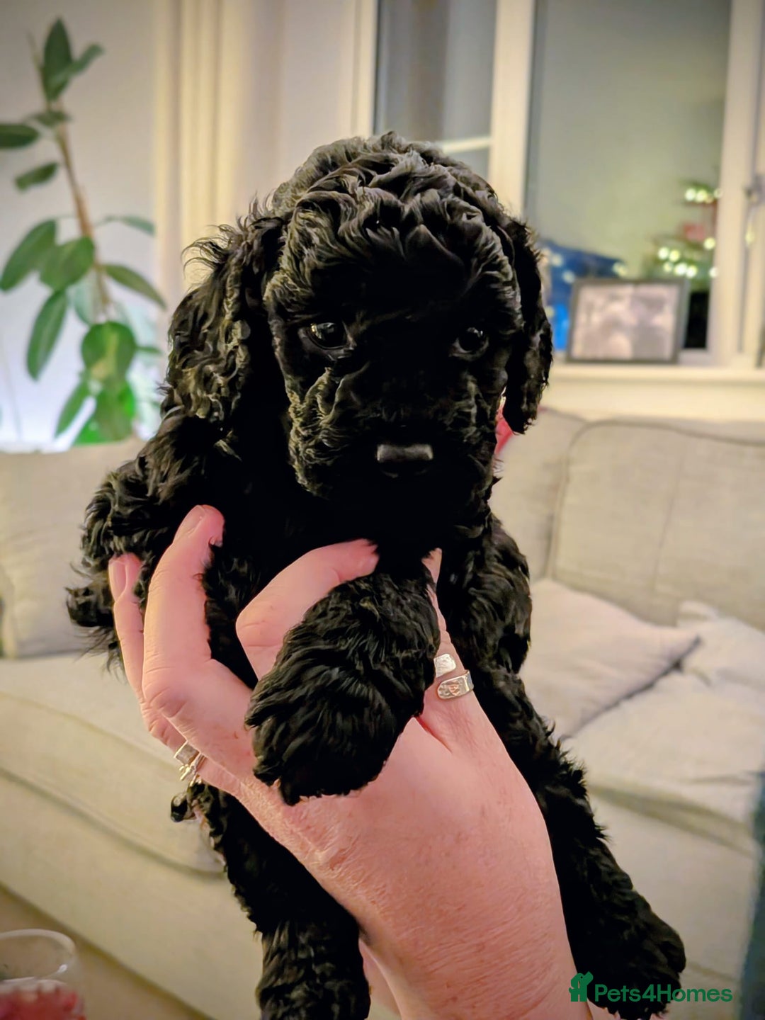 Cockapoo dogs for sale: Cockapoo Puppies  - Advert 4