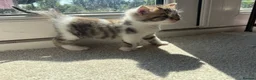 Bengal cats for sale: Beautiful mixed Bengal kittens 🐾 - Advert 16